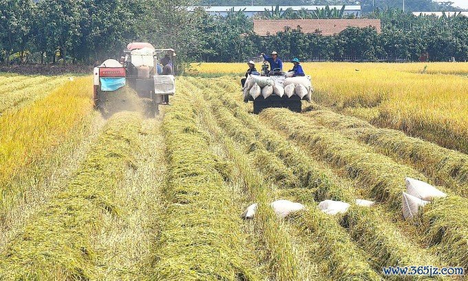 Chi phí sản xuất lúa tăng hơn các năm trong khi giá giảm, năng suất không cao khiến nông dân lãi không nhiều. Ảnh: Ngọc Tài